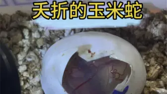 眼睁睁的看着蛋里胚胎的跳动，从有到无😭