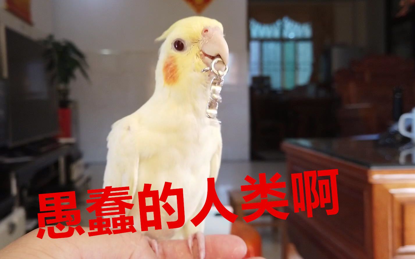 我感觉我被这只鸟用智商按在地上摩擦了