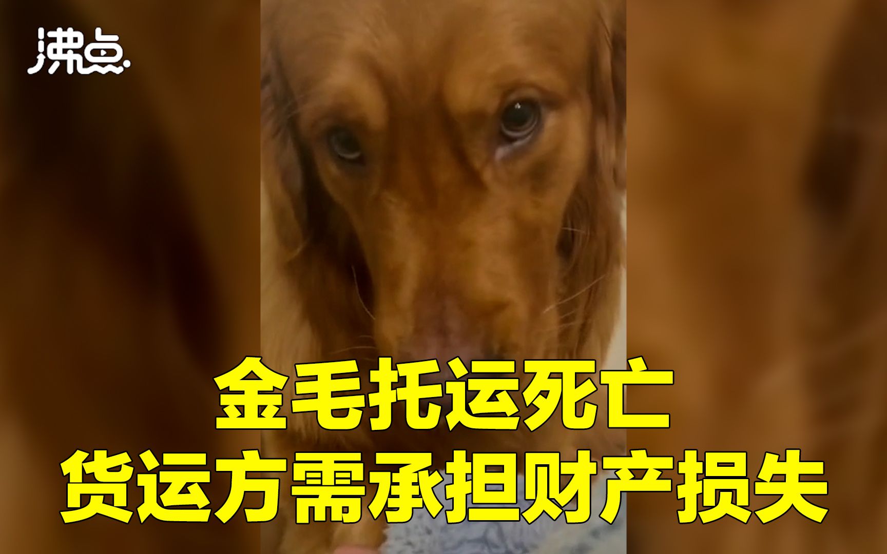 律师谈金毛犬托运途中死亡:货运方承担财产损失 主人也可对精神赔偿进行侵权诉讼哔哩哔哩bilibili