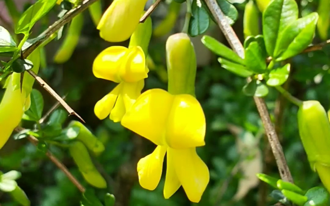 花园日常-金雀满枝