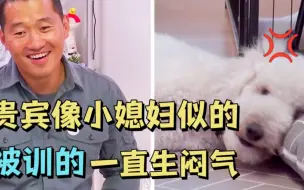 Tải video: 贵宾像着魔似的疯咬主人，训犬师一出手，它直接装死生起了闷气