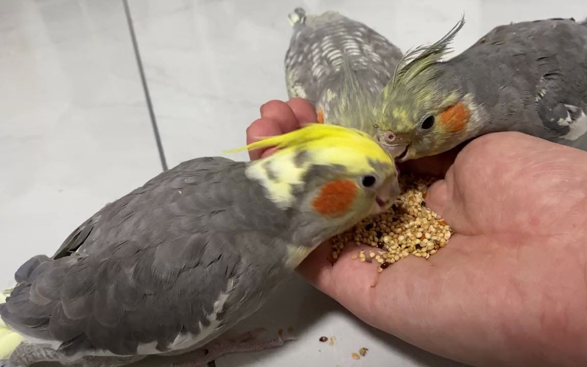 餓了吃什麼都香「玄鳳鸚鵡」