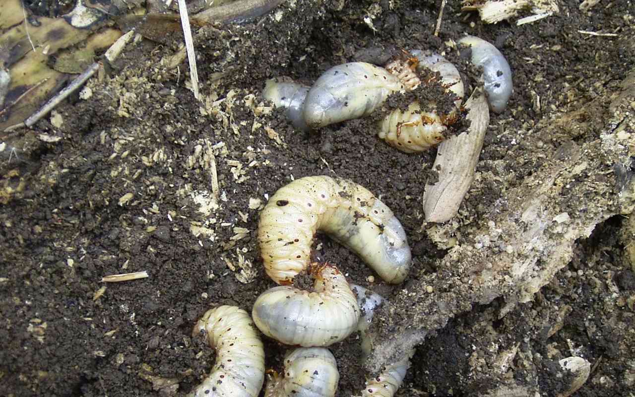 又粗又软又白的大肉虫子开箱,贝爷最爱!