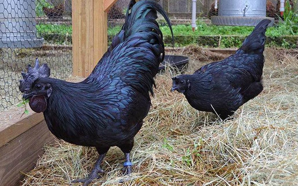 这只兰博基尼鸡真黑,价格不菲连土豪都吃不起!