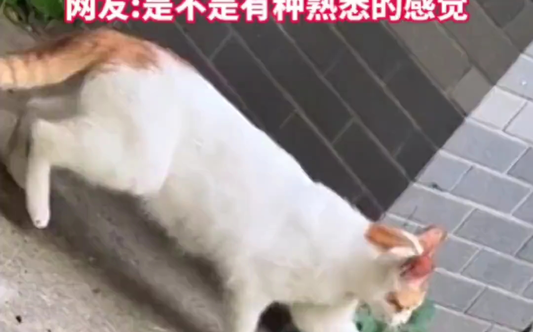 [图]猫妈妈