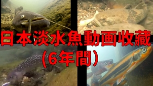 中国淡水魚動画收藏 30个月 哔哩哔哩 つロ干杯 Bilibili