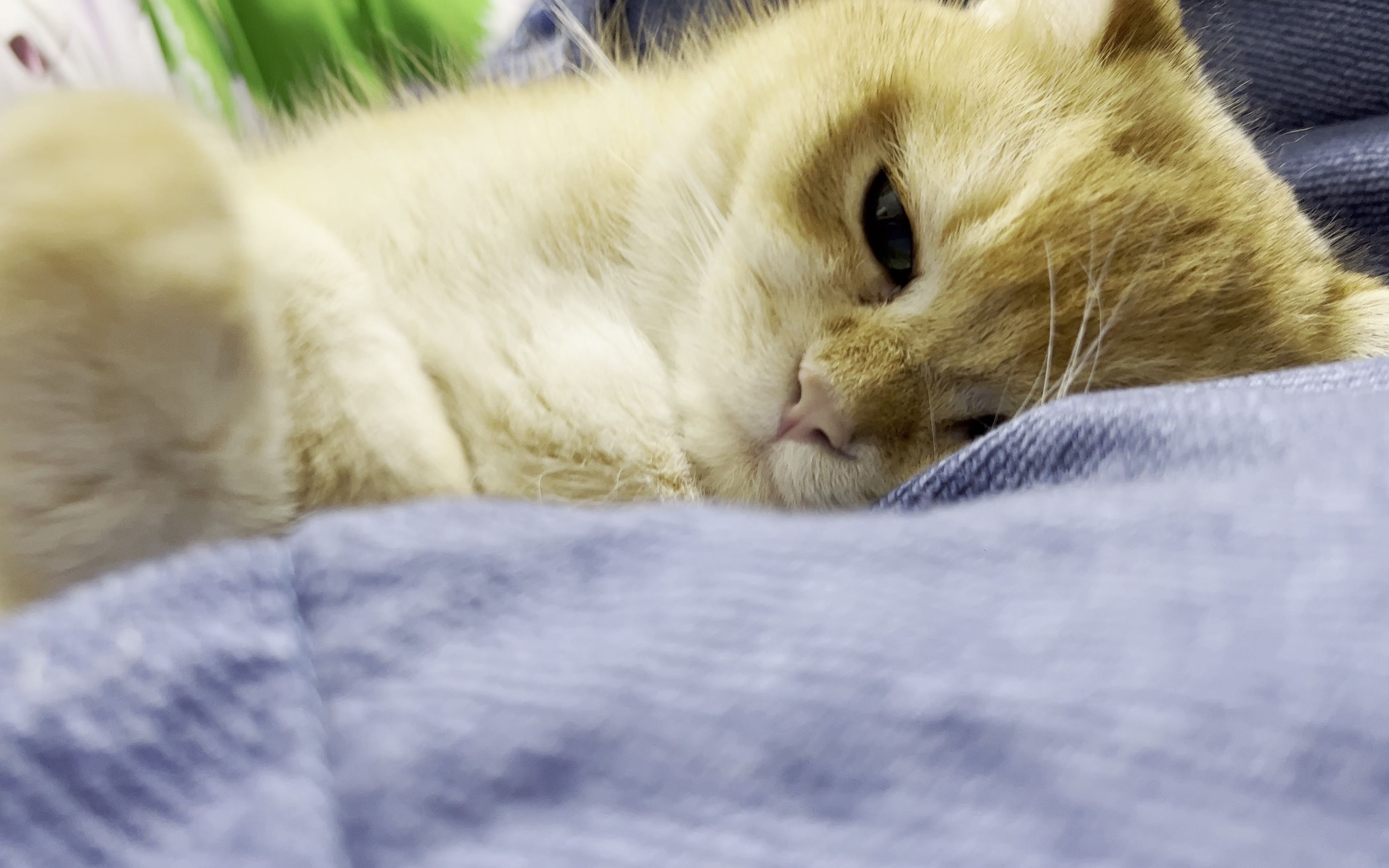 近距离观看小奶猫撒娇