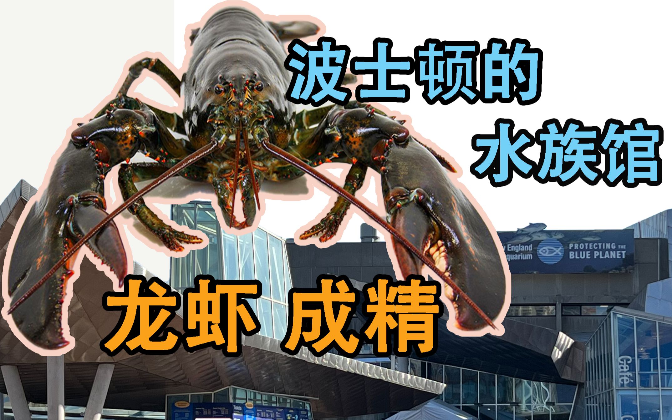 [图]波士顿的新英格兰水族馆能把螯龙虾养多大？