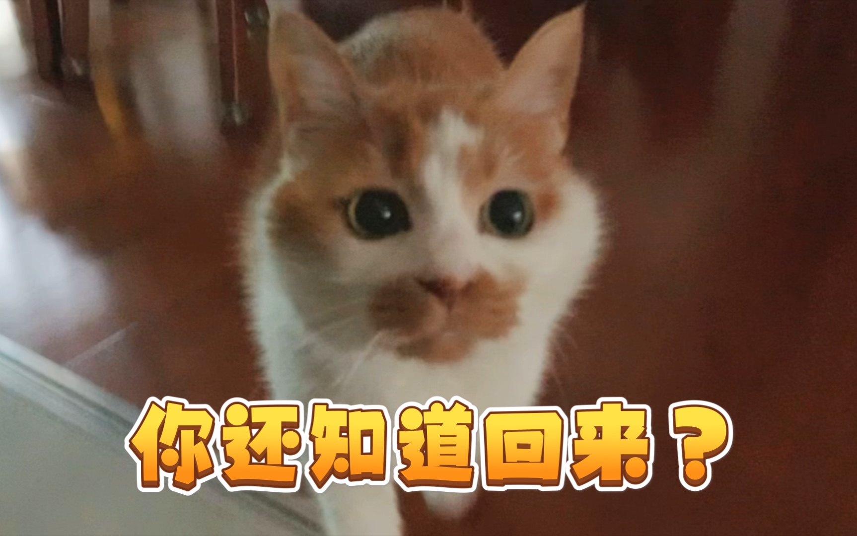 铲屎官外出几天后回家,又被猫骂了哔哩哔哩bilibili