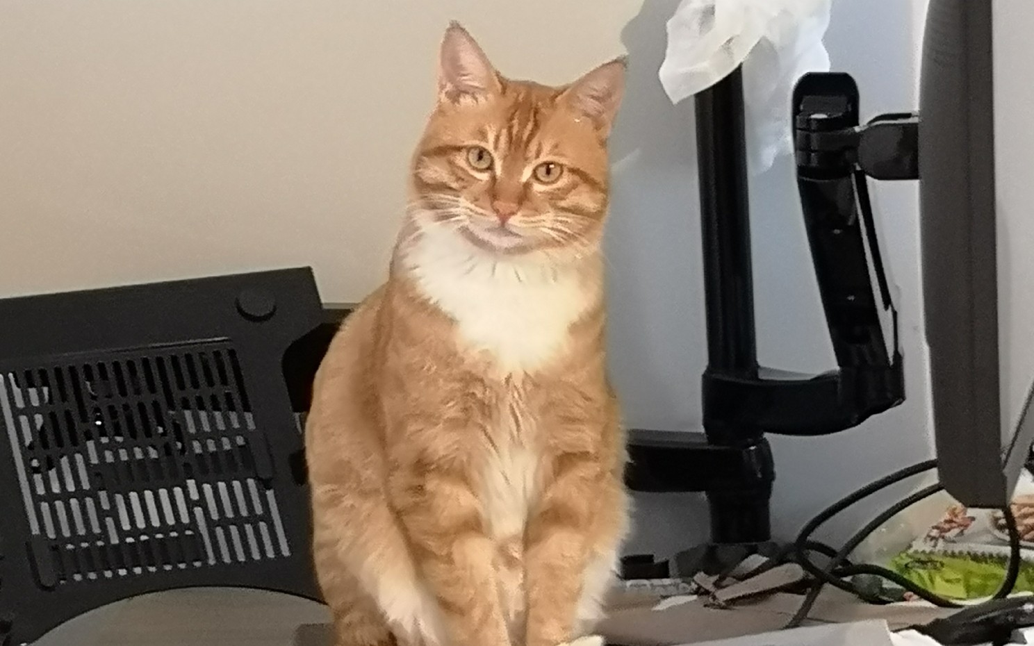 橘猫坐我的椅子还咬我