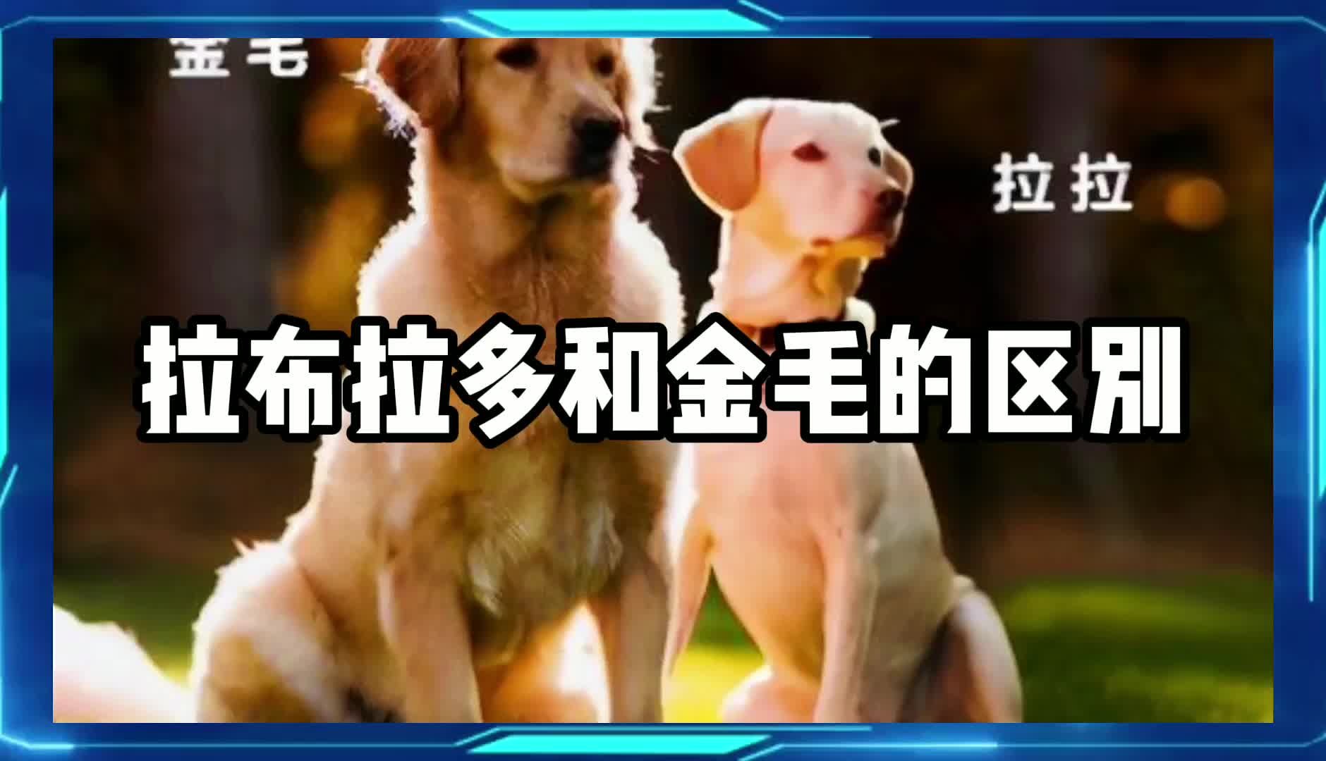 拉布拉多和金毛的区别哔哩哔哩bilibili