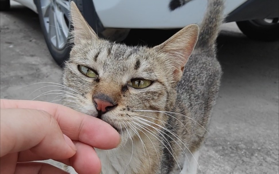 [图]那只拦住我去见它宝宝的流浪猫现在怎么样了？宝宝们找到各自的幸福后，你也要好好的享受喵生。。。