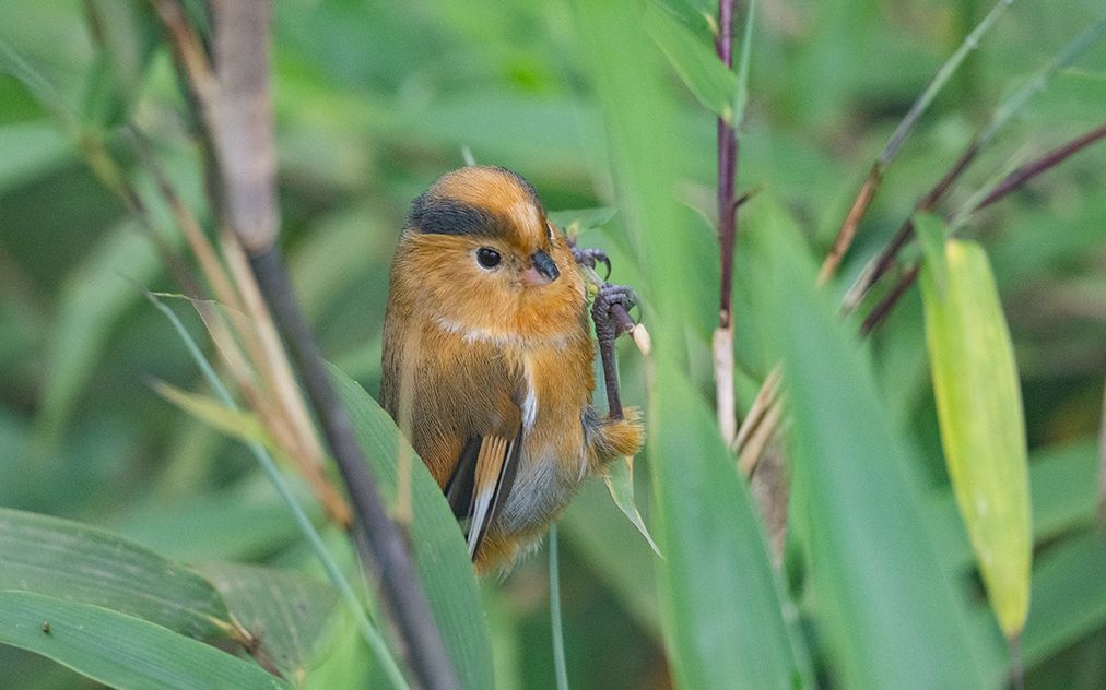 黄额鸦雀吃竹子
