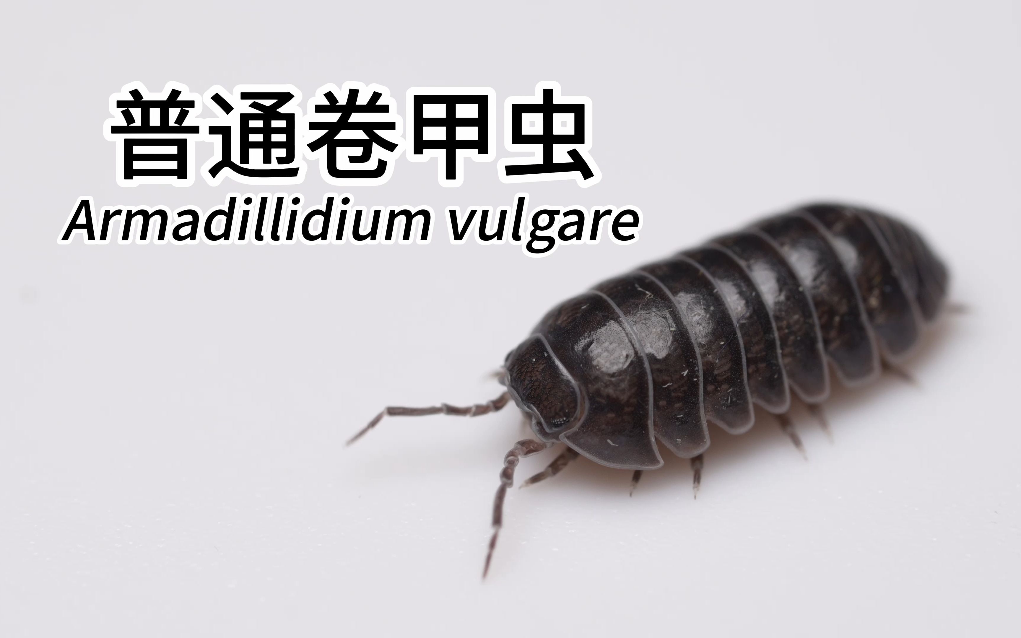 普通卷甲虫/西瓜虫 Armadillidium vulgare哔哩哔哩bilibili