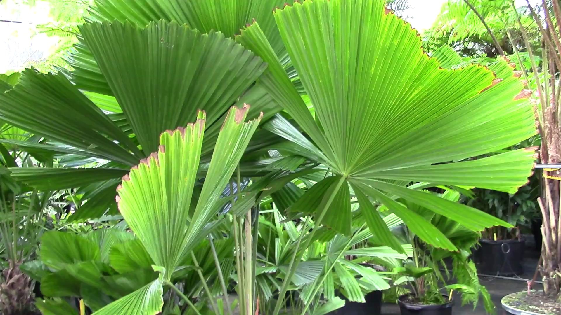 盆栽穗花轴榈(licuala ramsayi in containers)