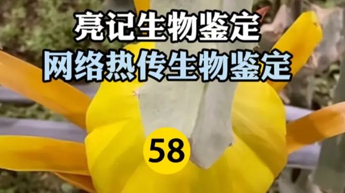 网络热传生物鉴定 第58期