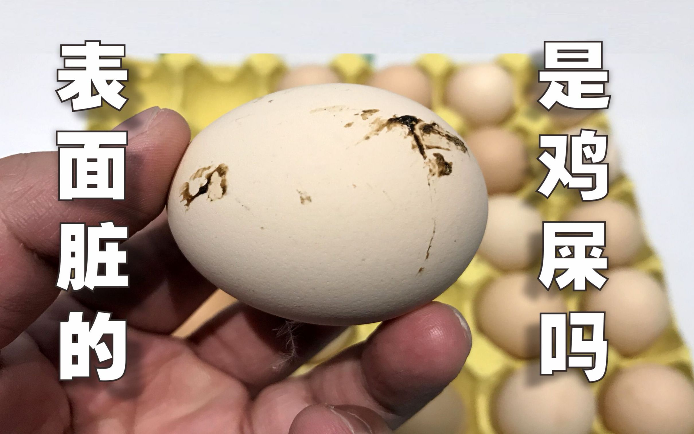 鸡屎包的功效与作用(鸡屎包的功效与作用,让您健康又美丽)