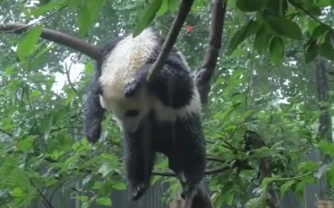 [图]【熊猫团子】就让这大雨全都落下...