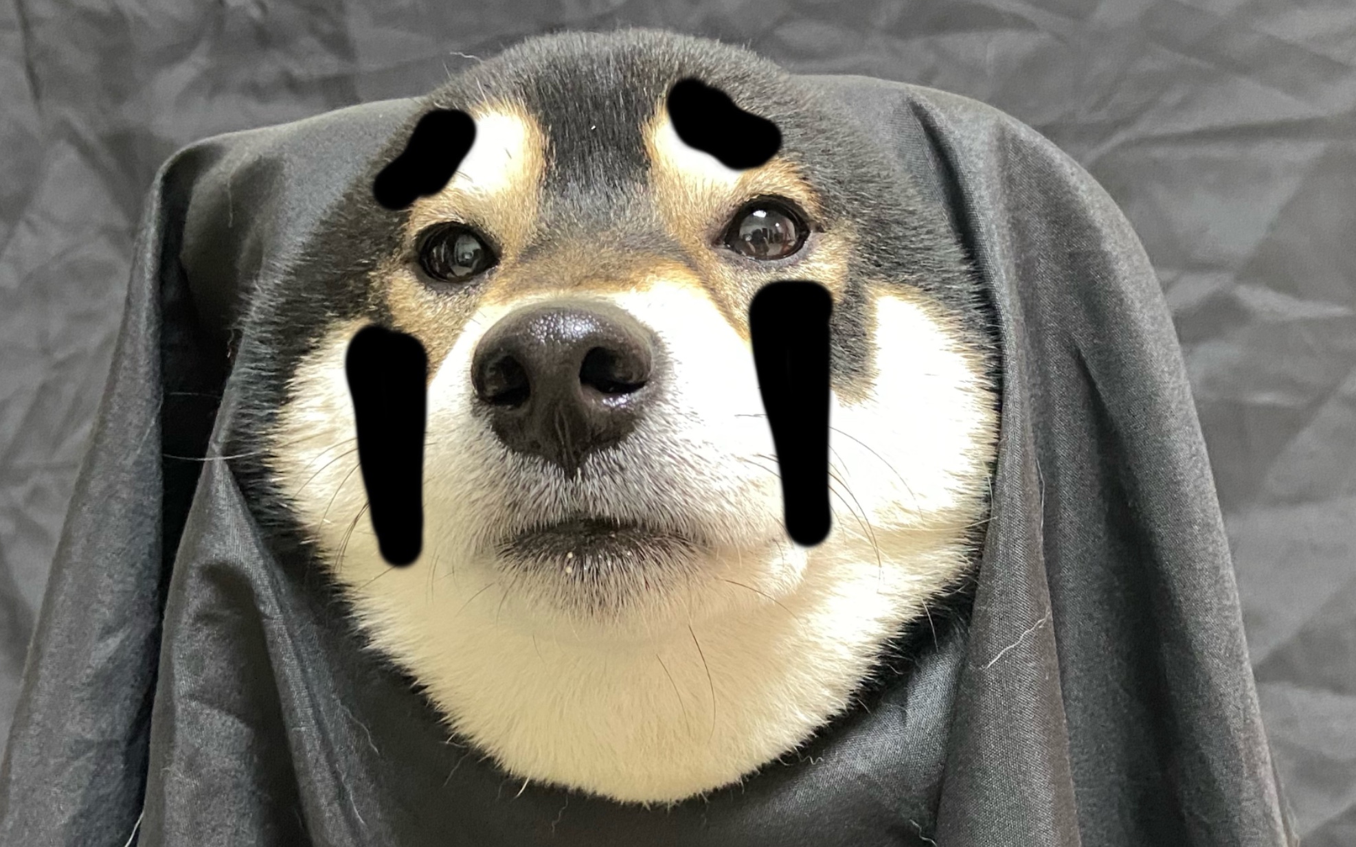 活动作品柴之呆滞