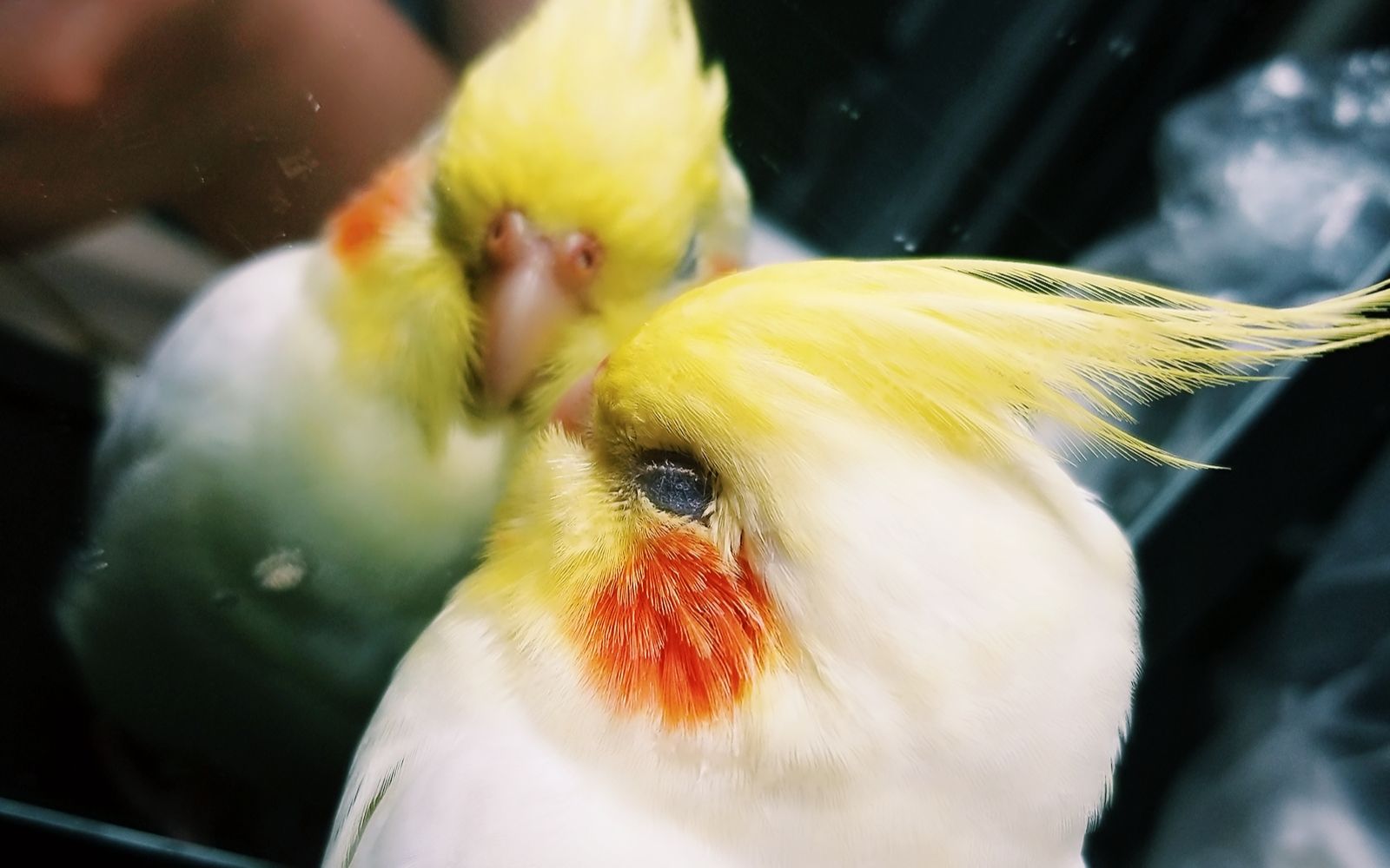 【玄凤】即将升级当爹地的腮红鸡