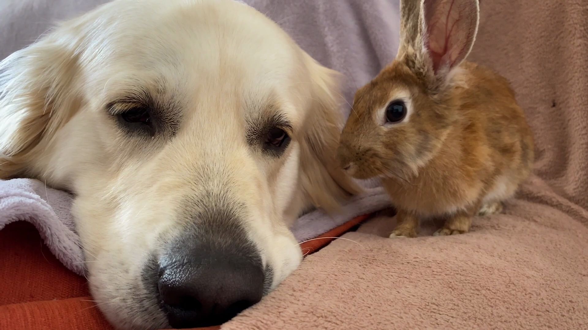 金毛猎犬贝利和兔子山姆tib