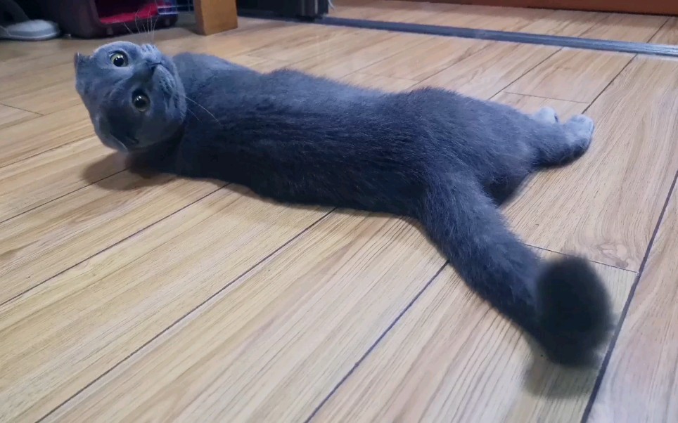 猫咪竟然躺平任"蹂躏"?100%配合度,梳毛时候的表情不要太享受.