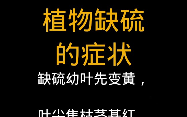 植物缺硫症