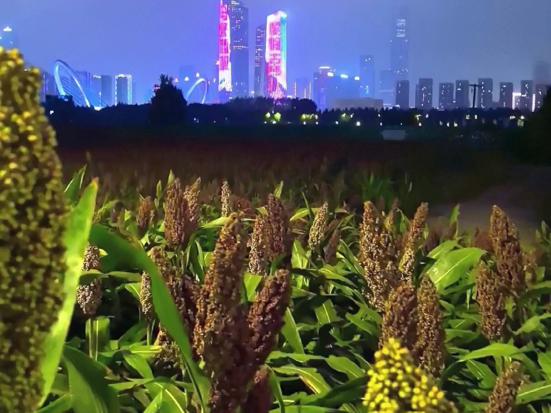 你有没走过雨夜的高粱地,你有没有遇见金陵城里的高粱地,你有没有去过长江边的高粱地,你有没有见过南京眼下的高粱地,它就在那里,我也在#高粱地 ...