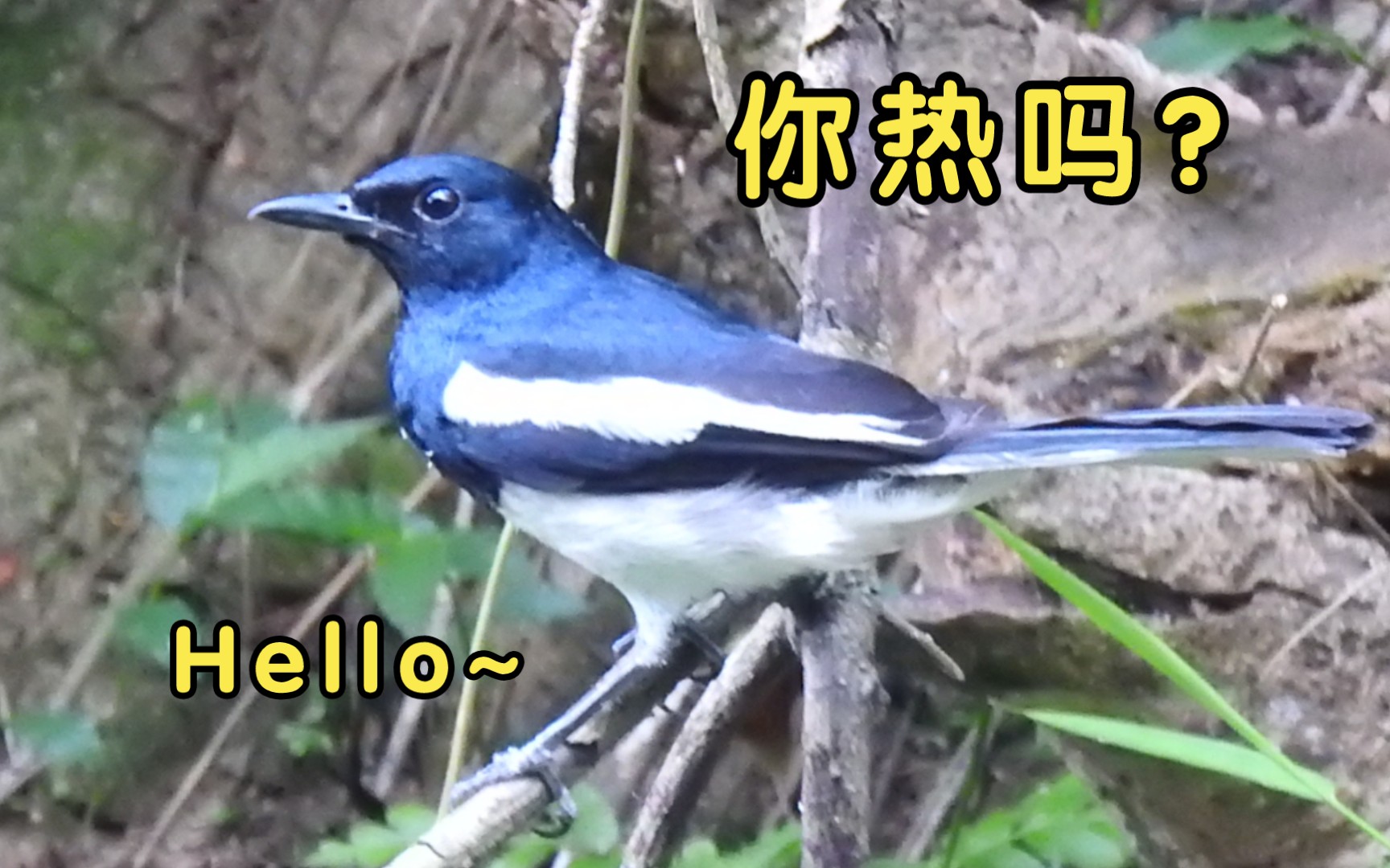 【观鸟】𐟌ž夏日登山觅鸟! 邂逅好久不见的白腹凤鹛和各种幼鸟(黑鹎、红耳鹎、白腰文鸟、白头鹎、红嘴蓝鹊、绣眼、大山雀)哔哩哔哩bilibili