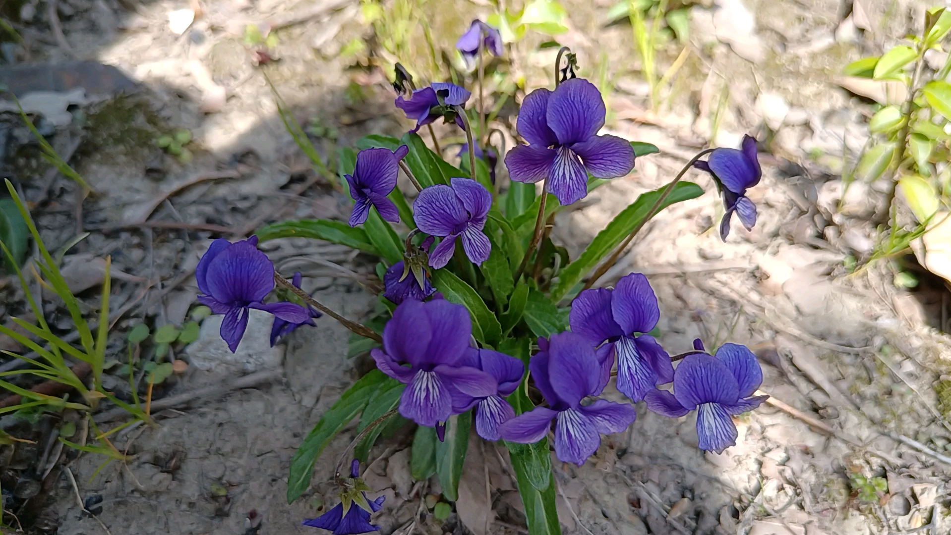 紫地丁.惊喜发现一小片,颜色花型很漂亮,中草药,能治蛇毒.