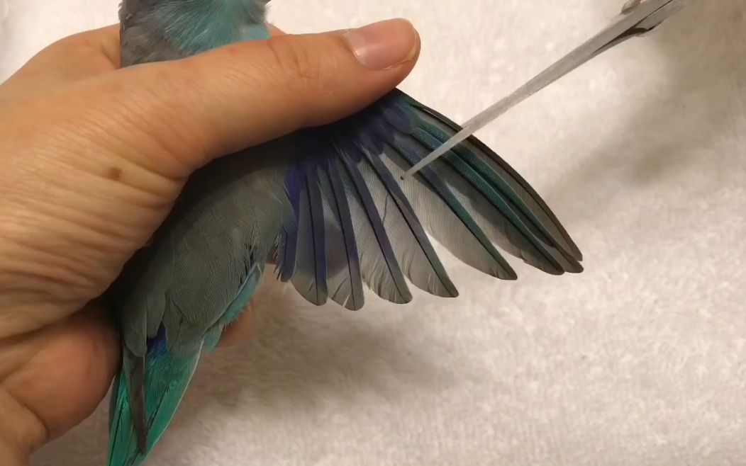 灰鹦鹉剪羽方法图片图片