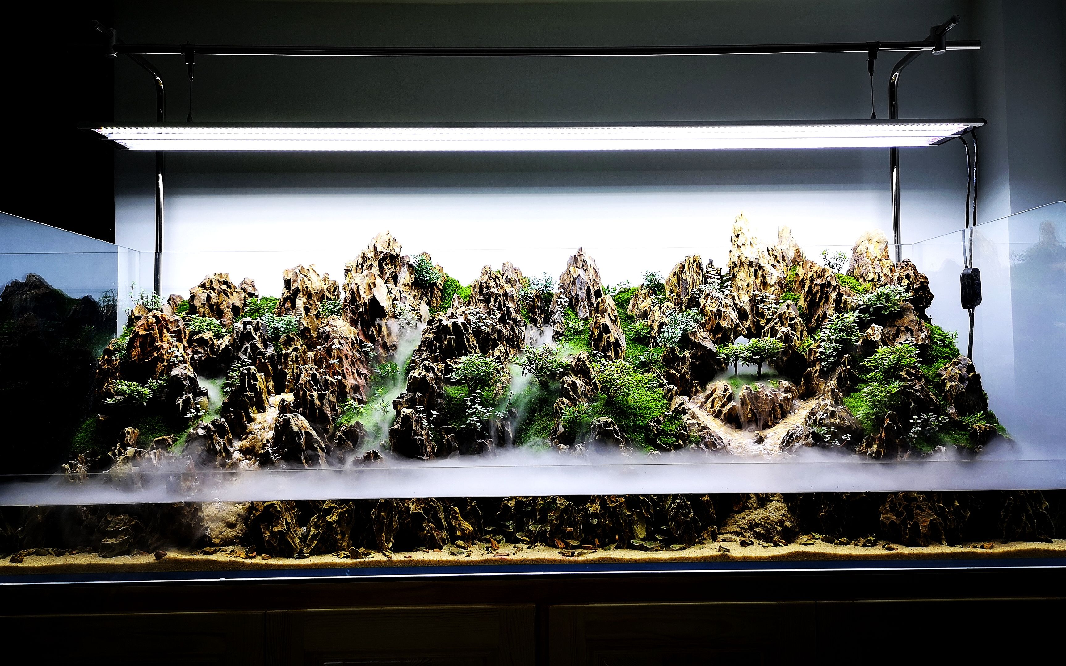 想学鱼缸造景?不同风格开缸教学视频,即将到达,干货满满