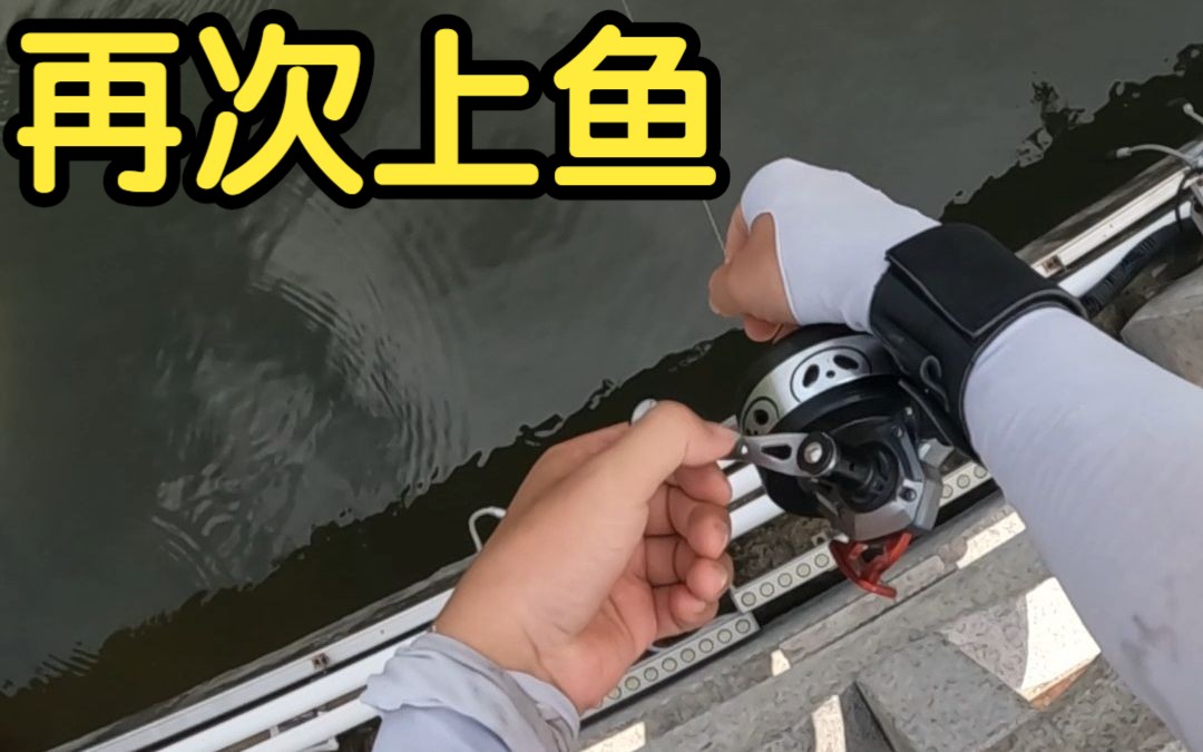 【袁桑弹弓】太强大了起码三斤多的大罗非