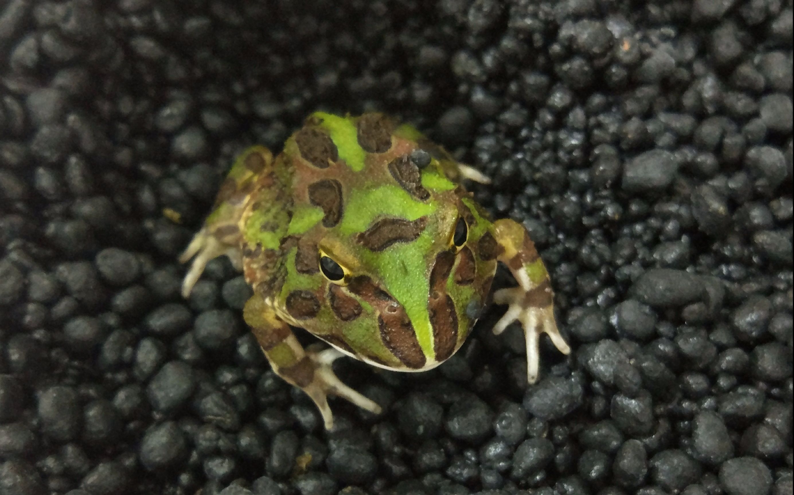 今天角蛙居然一次捕食成功