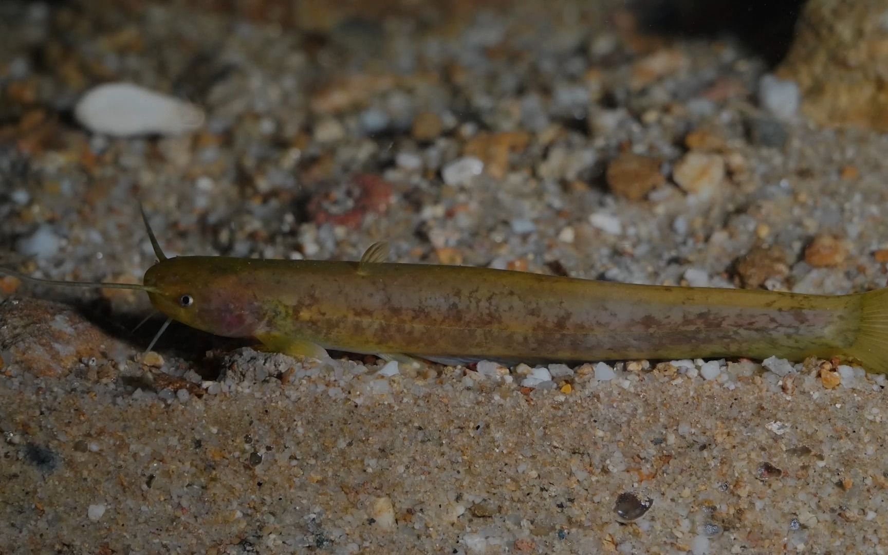 越鲇:体型不大,生活在山涧溪流中,也算是鲇鱼中的珍品.