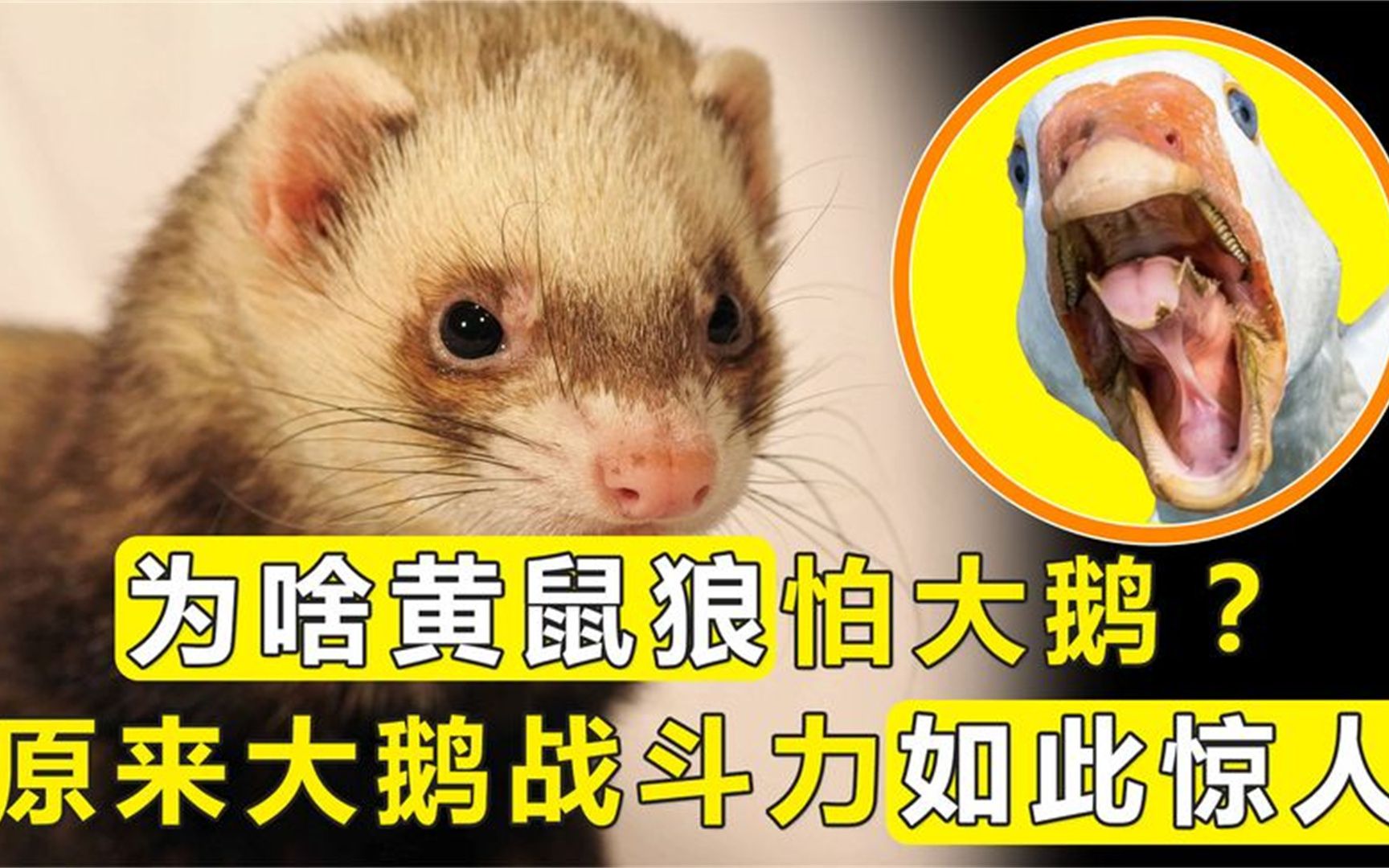 阴险狡诈的黄皮子为啥最怕鹅?原来大鹅真有一套