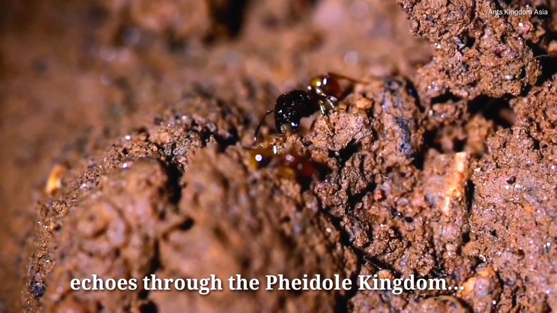 蚂蚁大战 淡黄大头蚁vs白蚁 斗蚁 围困城堡