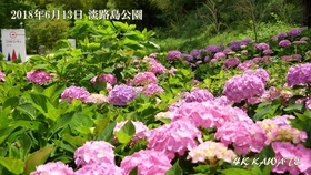 日本西博尔德纪念馆紫阳花欣赏 哔哩哔哩 つロ干杯 Bilibili