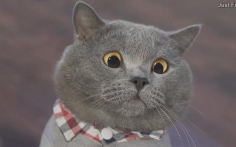 just funny: 无敌是多么寂寞,单身喵! 油管网红猫 第一集