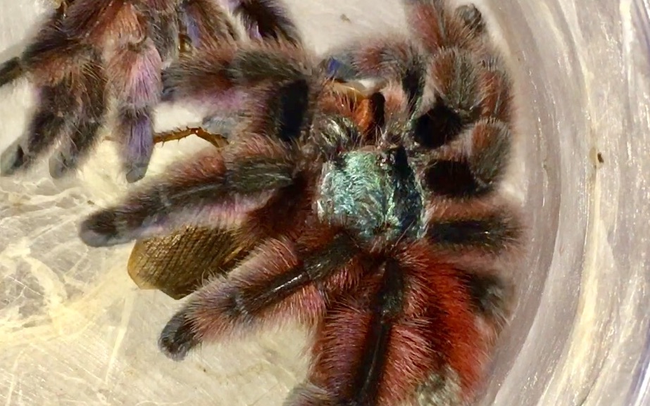 最美捕鸟蛛——油彩粉红趾集体喂食 大自然孕育出如此神奇的生物