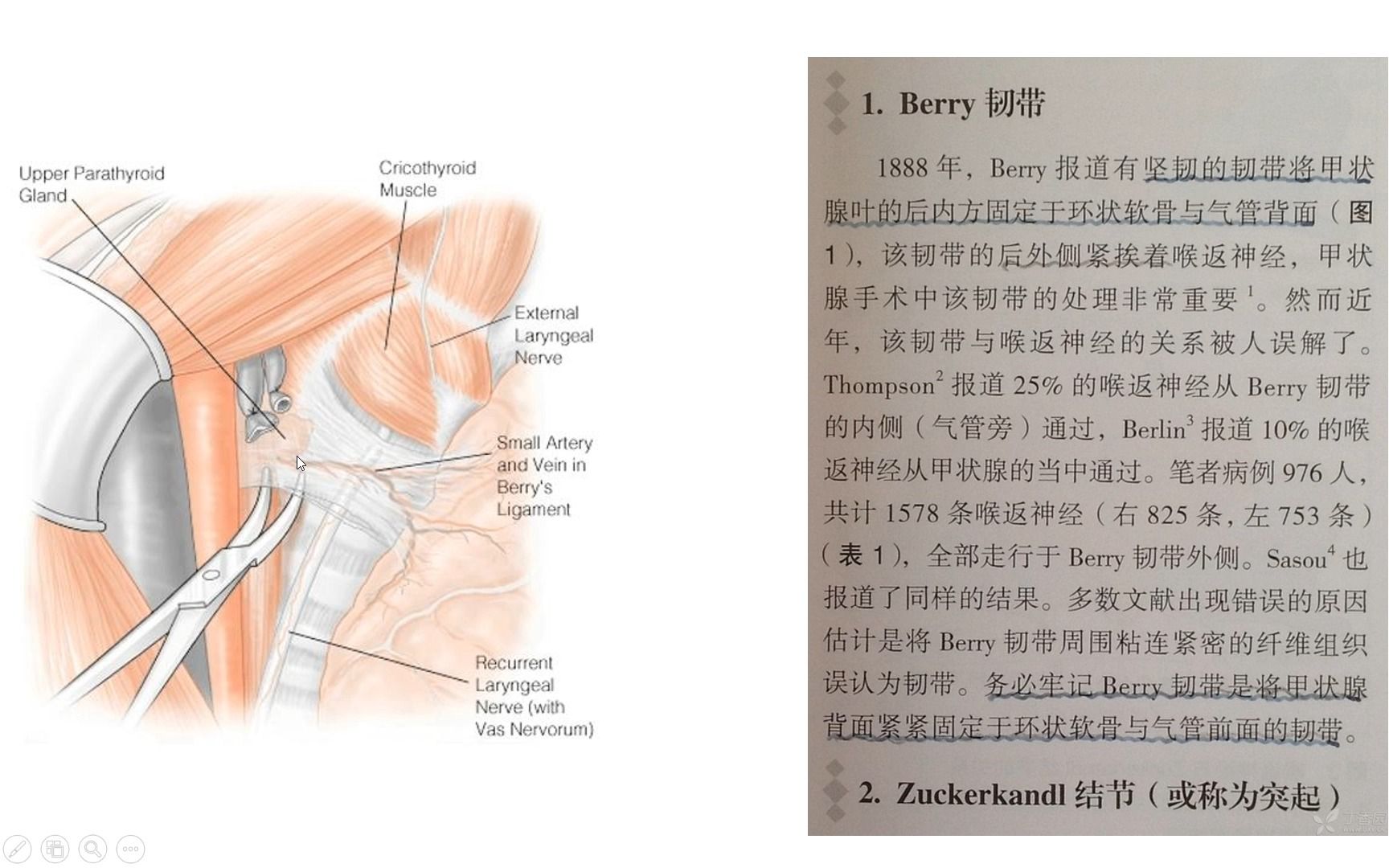 甲状腺解剖-berry韧带