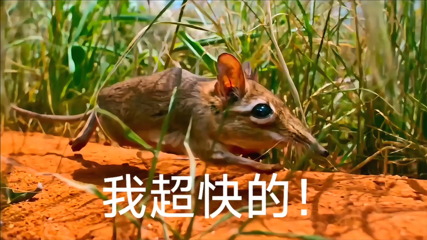 象鼩:是个爱干净的体育鼠