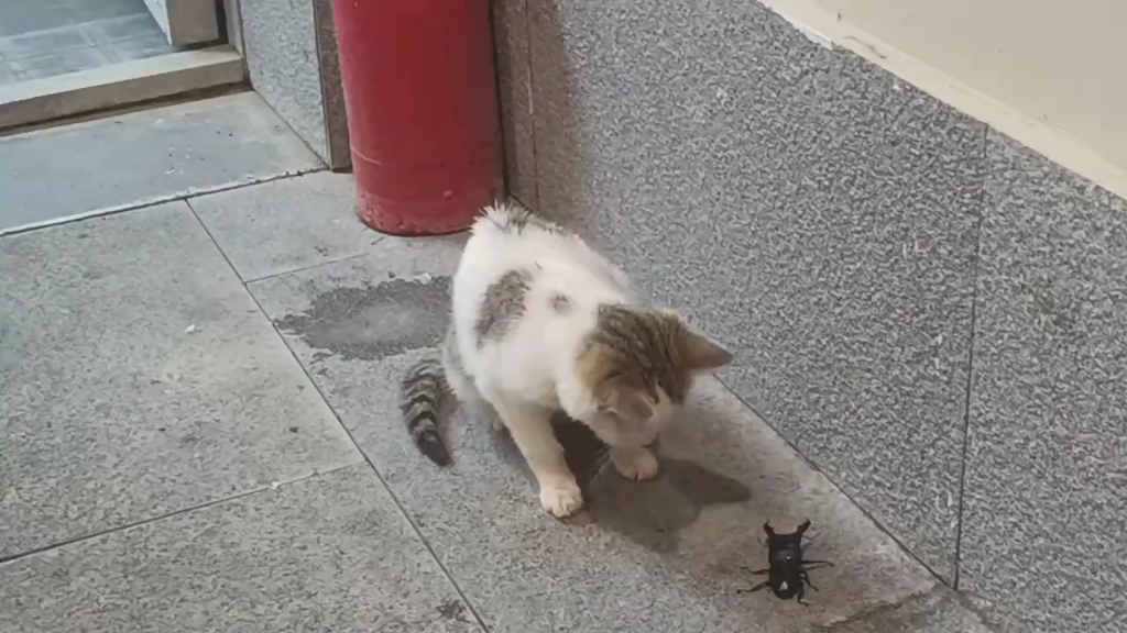 哈基米和夹夹虫玩耍,快乐大回旋02