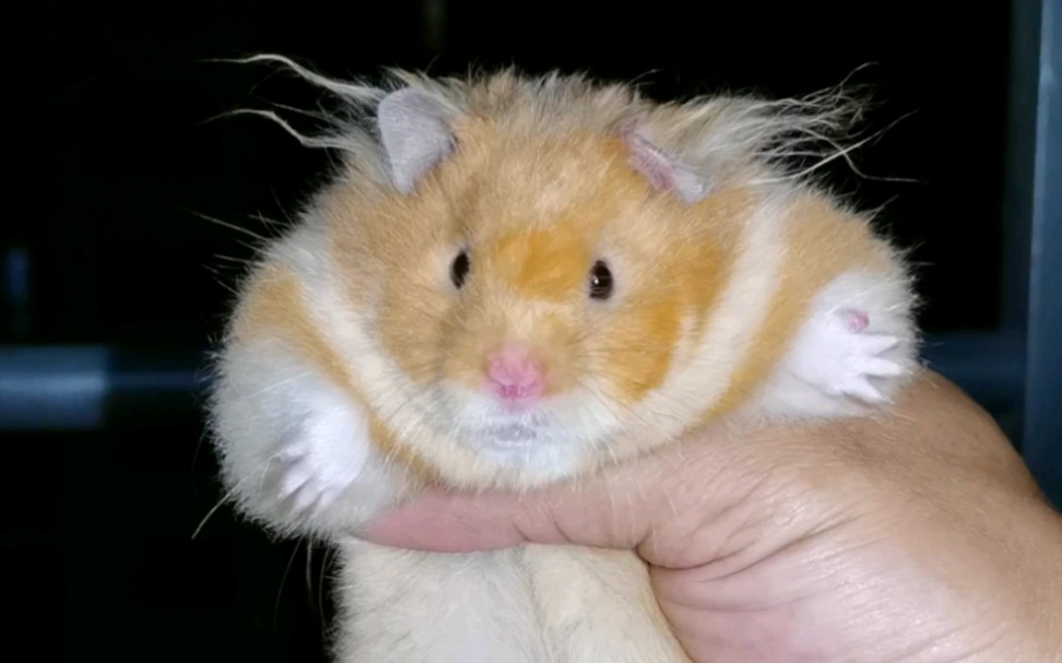 【金丝熊】长毛肉桂dd,萌不萌?去新家了,上个视频留个纪念!