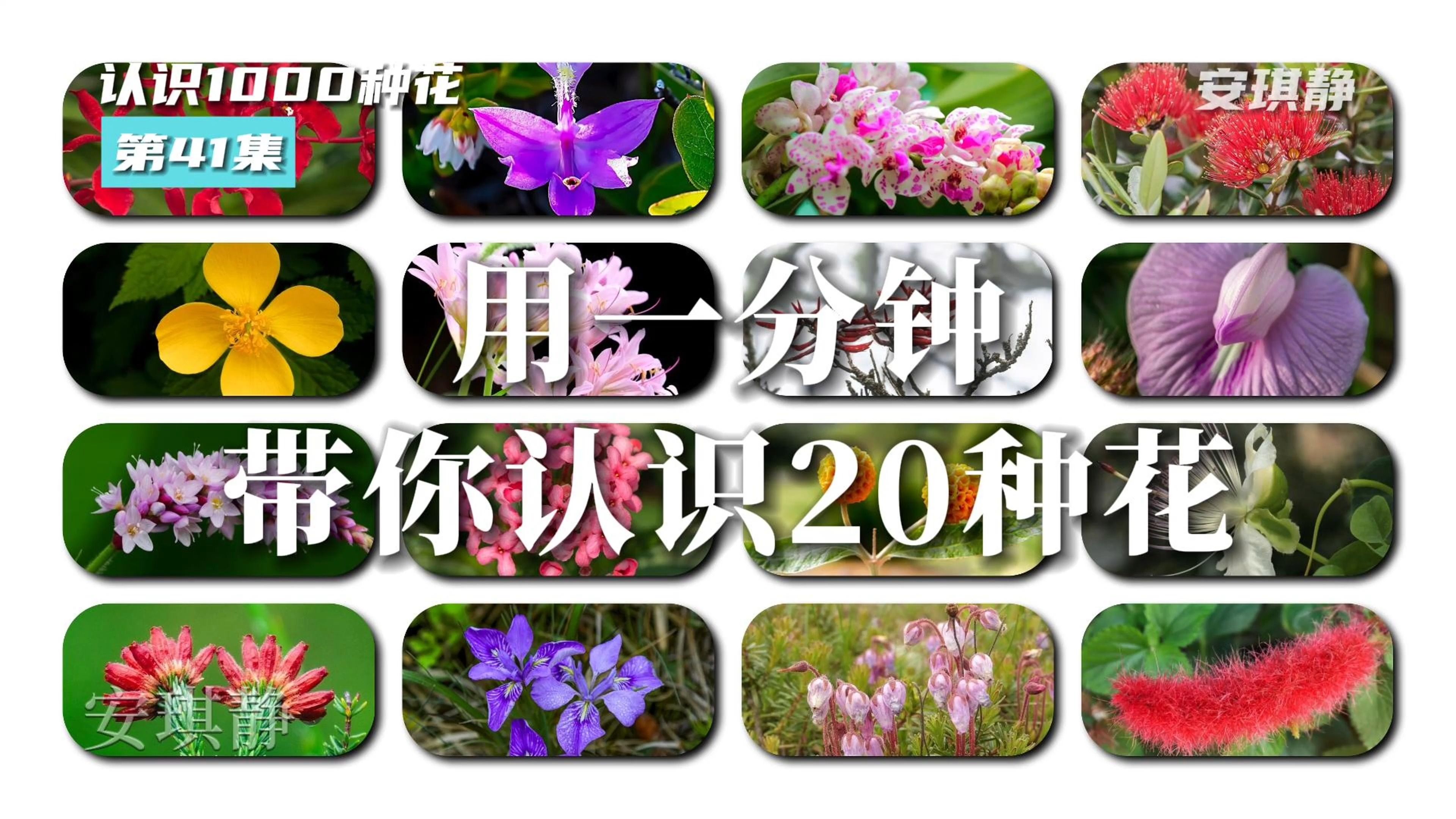 认识1000种花第41集|带你认识20种花哔哩哔哩bilibili