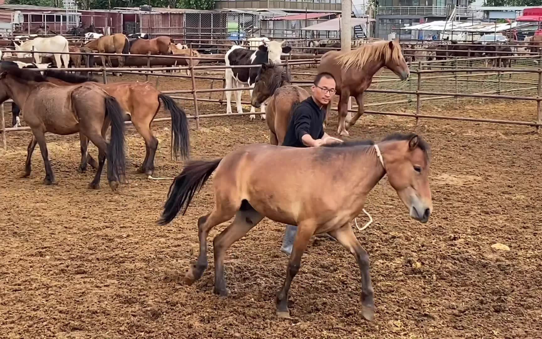 小伙套马技术练的不错,一击命中抓住小川马,看看它几岁!