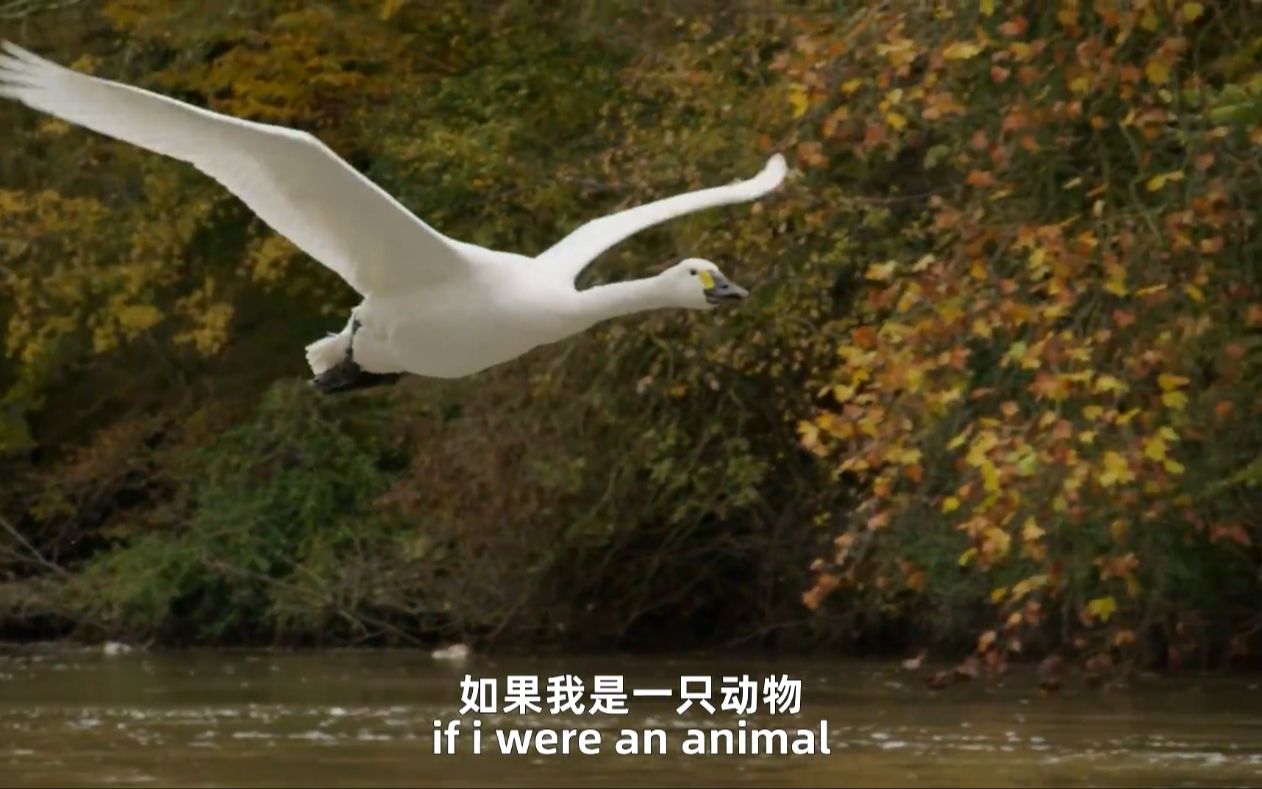 [图]【剪辑】If I Were An Animal - a Swan