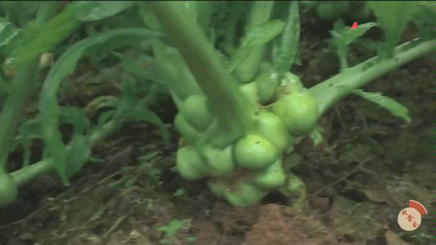 [图]涪陵:菜农之苦，走进榨菜之乡学做榨菜工艺，感受菜农的辛酸