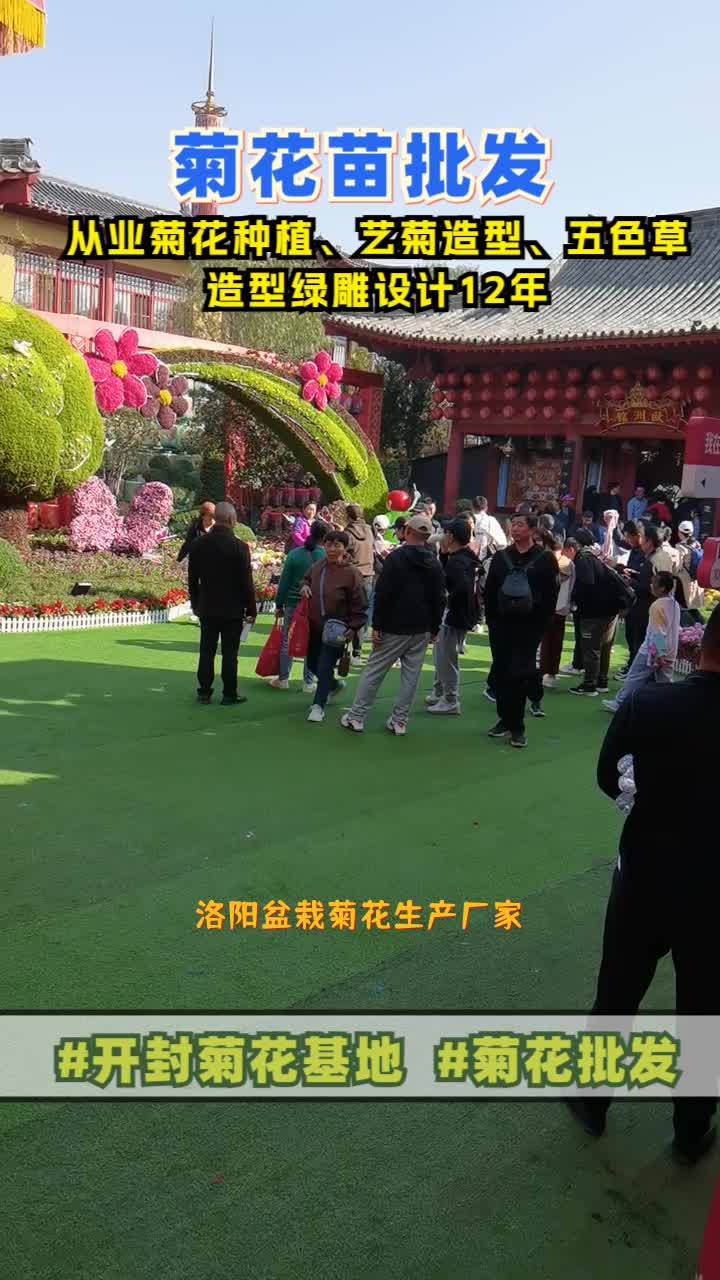 洛阳盆栽菊花生产厂家,菊花展,仿真绿雕,提供网红造型,菊花造型,绿雕设计等,优质菊花苗,全国发货欢迎合作,想下次找到我们的,点赞加关注. ...