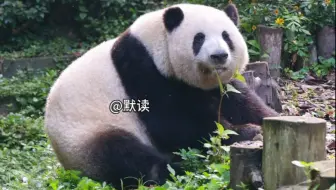 花花磕牙听到叮一声看过来，保安大哥：花姐在那趴起，会找位置哟#大熊猫和花和叶 #大熊猫 #国宝不愧是国宝 #来这吸熊猫 #熊猫花花